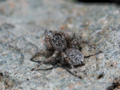 Aelurillus dubatolovi