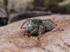 Aelurillus dubatolovi