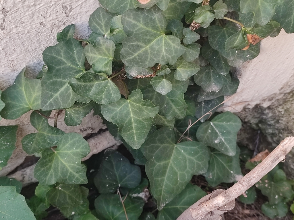 Moroccan Ivy