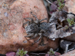 Aelurillus dubatolovi