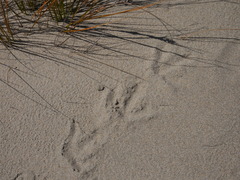 Southern Brown Kiwi photo 4