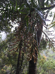 Dracaena reflexa image