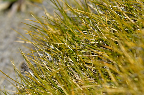 Image of Carpet Grass (Chionochloa australis) by (c) Christopher Stephens, some rights reserved (CC BY-SA)