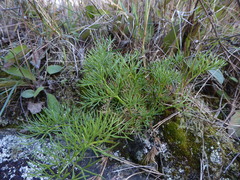 Anisotome cauticola