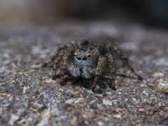 Aelurillus dubatolovi