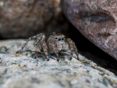 Aelurillus dubatolovi