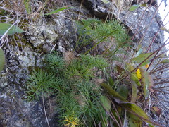 Anisotome cauticola