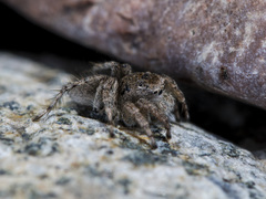 Aelurillus dubatolovi