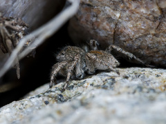 Aelurillus dubatolovi