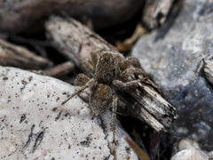 Aelurillus dubatolovi