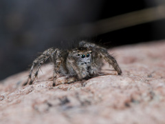 Aelurillus dubatolovi