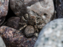 Aelurillus dubatolovi