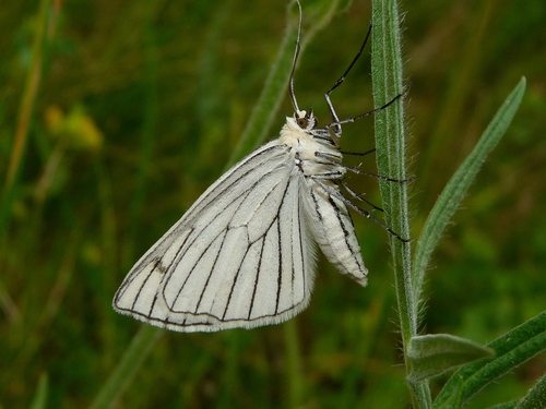 Black-veined Moth