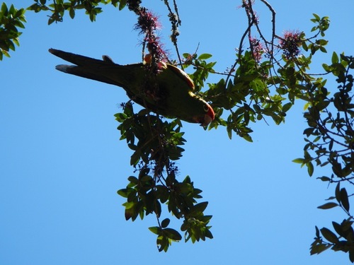 Cordilleran Parakeet (Psittacara frontatus), photo 8