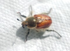 Brancoplia klapperichi