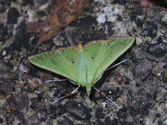 Parotis suralis