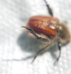 Brancoplia klapperichi