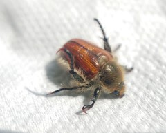 Brancoplia klapperichi