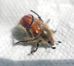 Brancoplia klapperichi