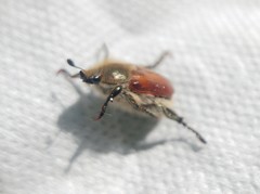 Brancoplia klapperichi