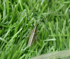 Agapanthia suturalis