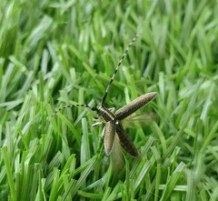 Agapanthia suturalis