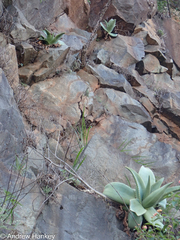 Aloe simii, photograph (c) Andrew Hankey, some rights reserved (CC BY-SA)