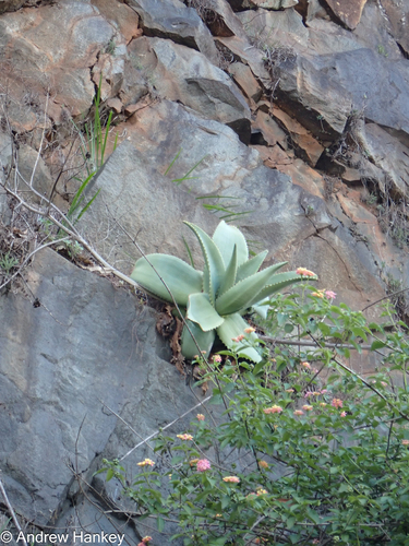 Aloe simii, photograph 5
