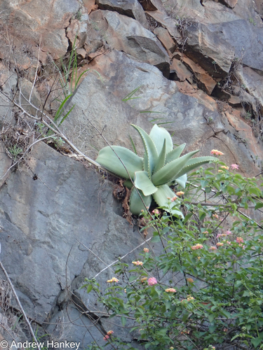 Aloe simii, photograph 2