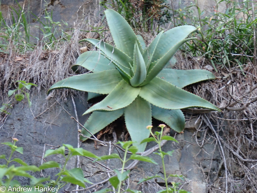 Aloe simii, photograph 1