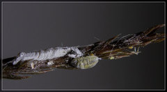 Paraferrisia podocarpi