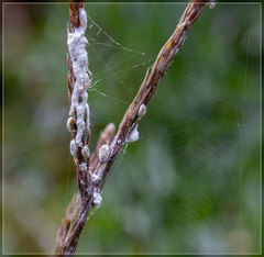 Paraferrisia podocarpi