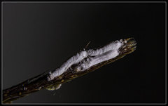 Paraferrisia podocarpi