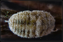 Paraferrisia podocarpi