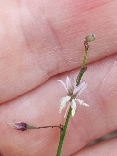 Image of Arthropodium glareosorum by (c) Shelomi Doyle, some rights reserved (CC BY)