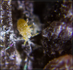 Paraferrisia podocarpi