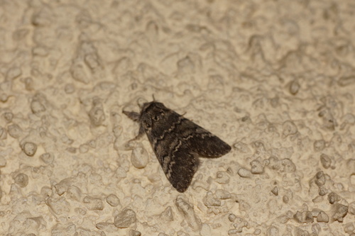 Drymonia ruficornis