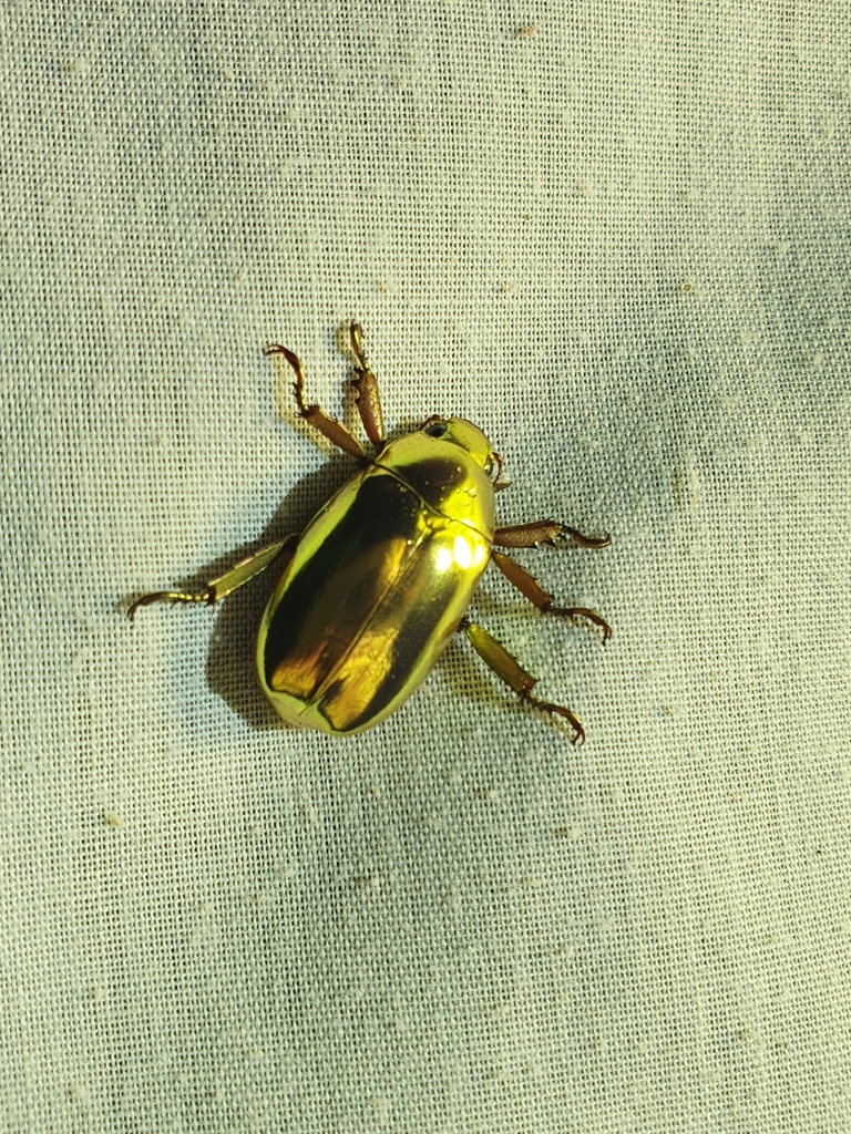 Golden Jewel Scarab