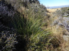 Chionochloa rigida rigida