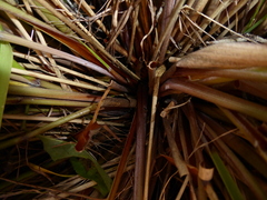Chionochloa rigida rigida