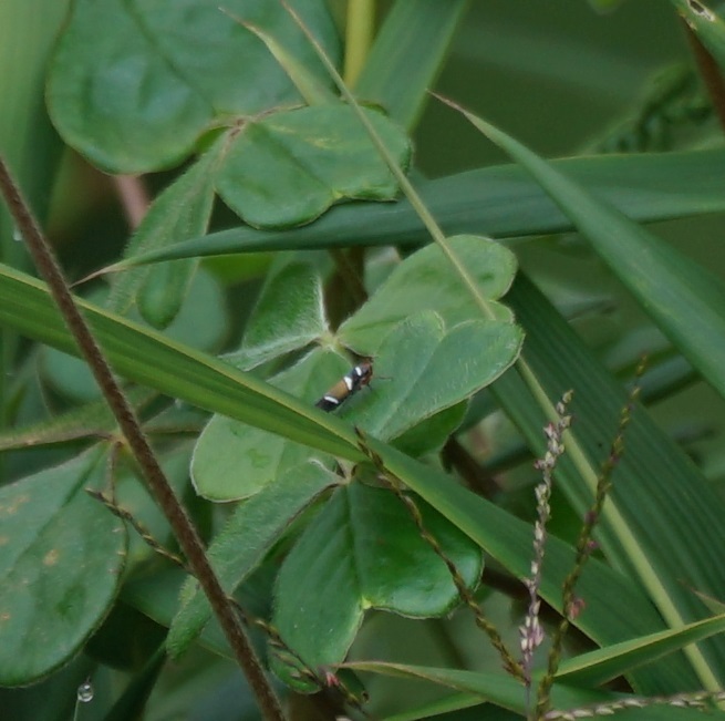 Pawiloma fulpae
