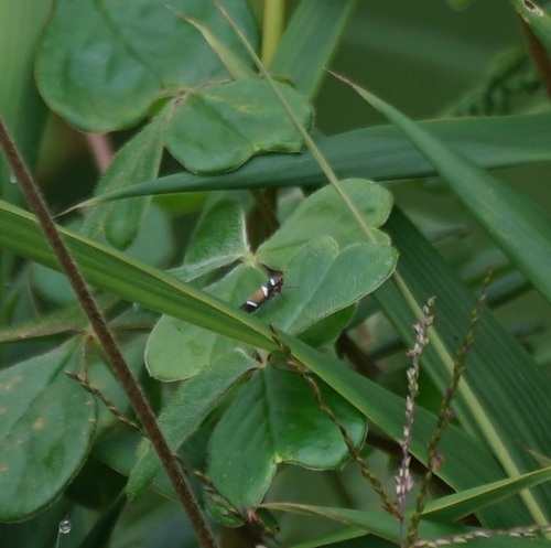 Pawiloma fulpae