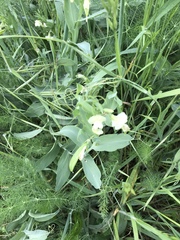 Lathyrus ochrus