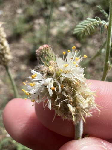 Whiteflower prairie clover (Dalea albiflora)