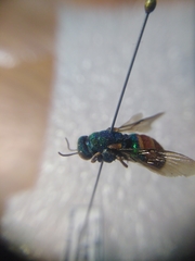 Parnopes grandior