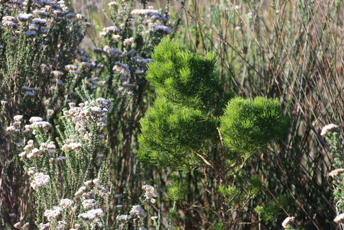 Image of Limestone Fountainbush (Psoralea muirii) by (c) Tony Rebelo, some rights reserved (CC BY-SA)