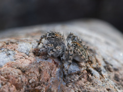 Aelurillus dubatolovi