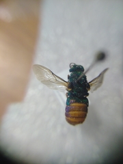Parnopes grandior
