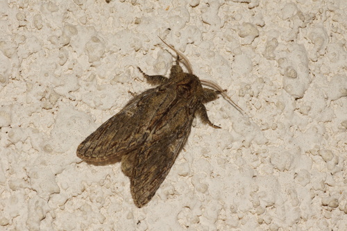 Peridea anceps