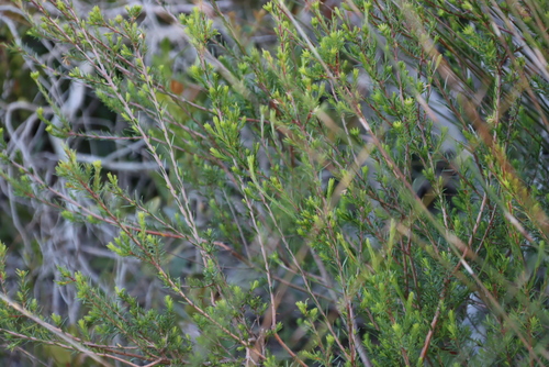 Image of Gnidia squarrosa by (c) Tony Rebelo, some rights reserved (CC BY-SA)